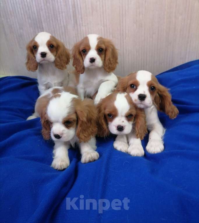Собаки в Москве: Кавалер Кинг Чарльз спаниель Мальчики Мальчик, 80 000 руб. - фото 1