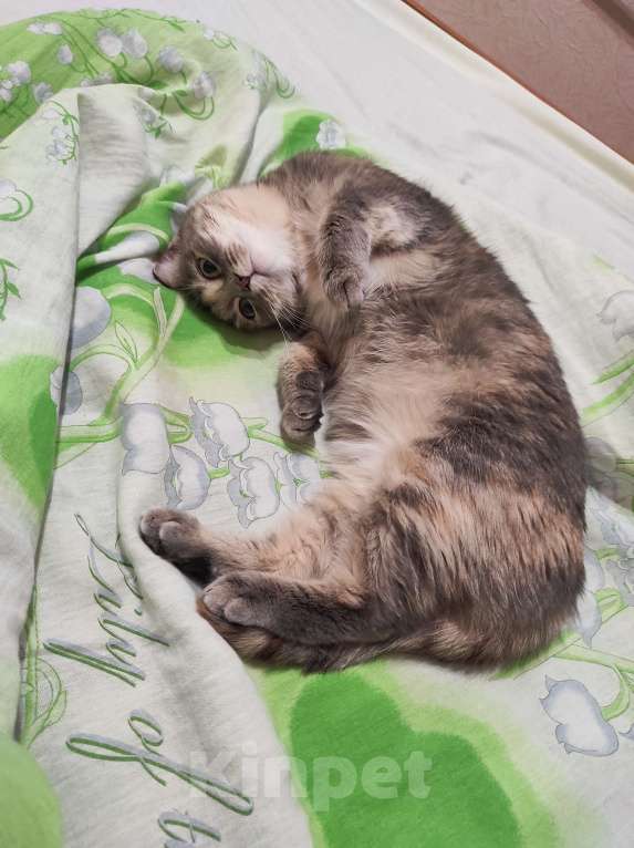 Кошки в Пензе: Помогите найти кошку Девочка, 3 000 руб. - фото 2