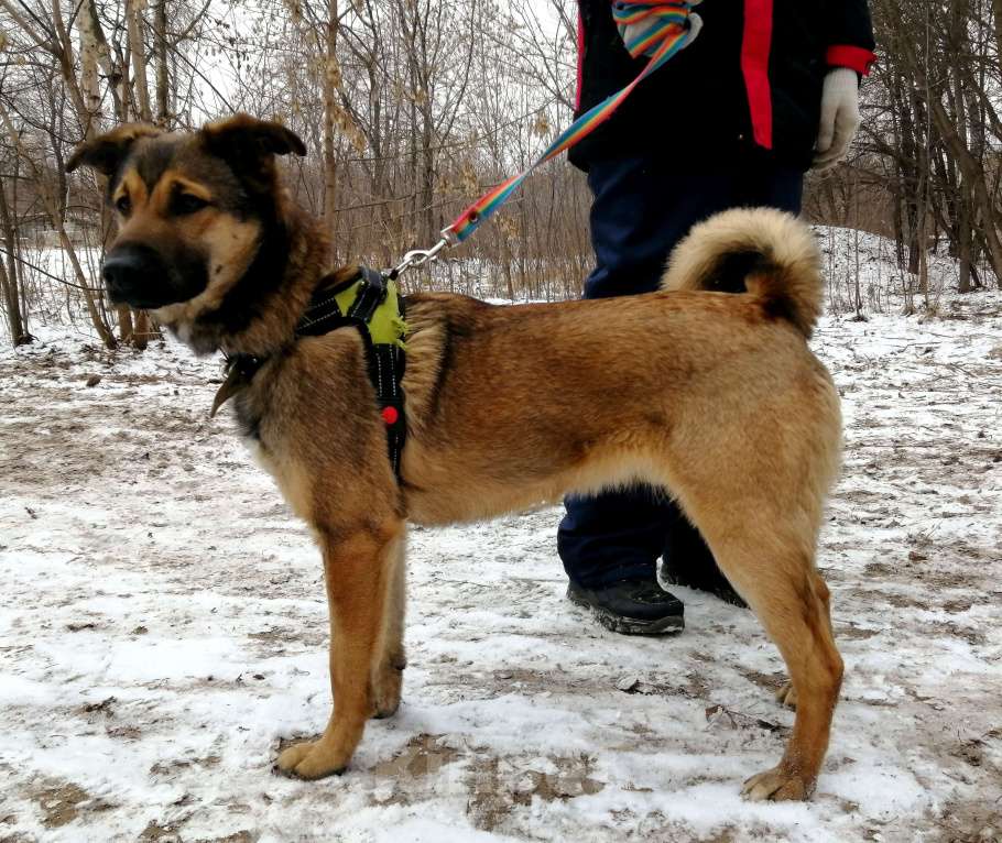 Собаки в Москве: Юхо! Молодой пес в добрые руки! Мальчик, Бесплатно - фото 4