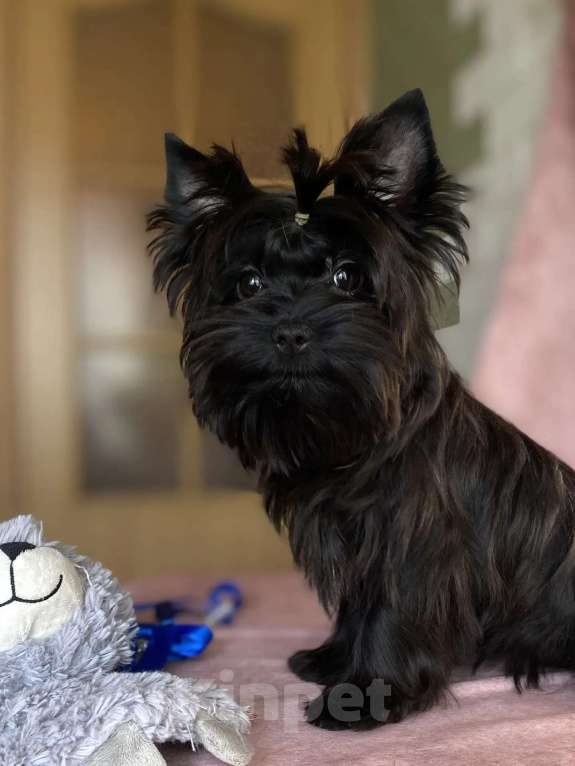 Собаки в Москве: Цветной йорк мальчик Мальчик, 25 000 руб. - фото 1