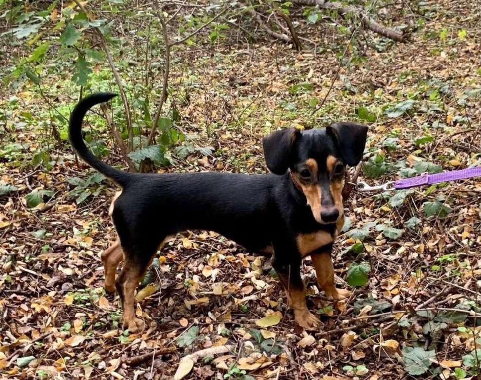 Собаки в других городах Владимирской области: Красивая девочка, помесь таксы в добрые ручки! Девочка, Бесплатно - фото 1