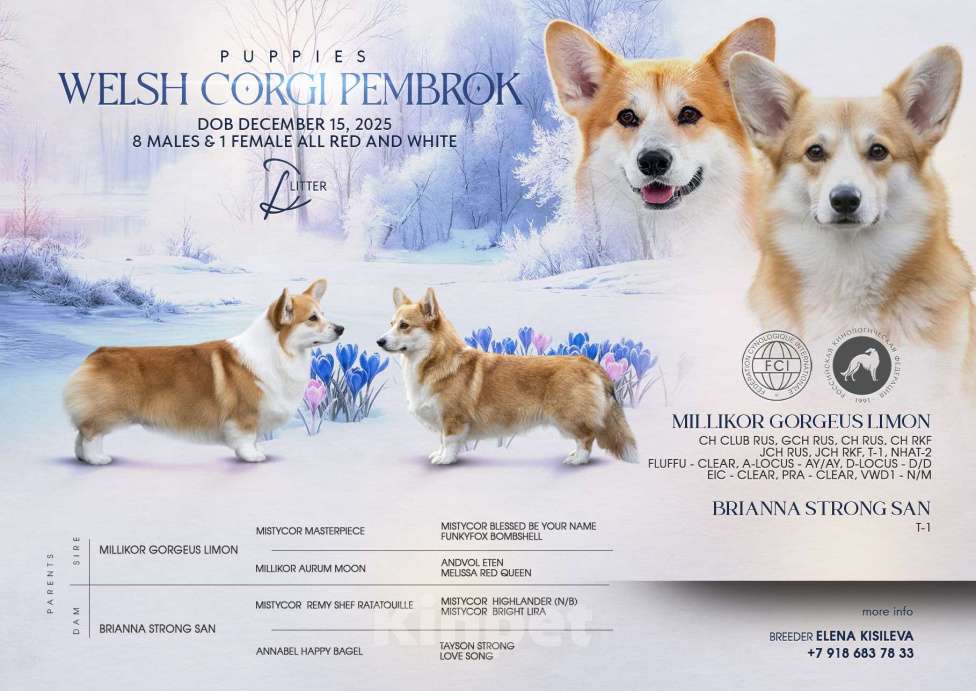 Собаки в Краснодаре: Породный щенок вельш корги пемброк мальчик Мальчик, Бесплатно - фото 5