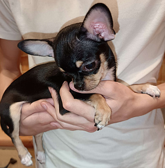 Чихуахуа девочка к/ш, щенок