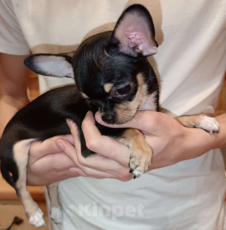 Собаки в Москве: Чихуахуа девочка к/ш, щенок Девочка, 70 000 руб. - фото 1