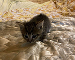 Кошки в Москве: Котята в добрые руки Девочка, Бесплатно - фото 1