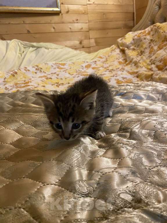 Кошки в Москве: Котята в добрые руки Девочка, Бесплатно - фото 1