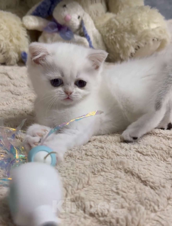 Кошки в Бахчисарае: Шотландский котенок Девочка, 35 000 руб. - фото 2