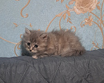 Кошки в Ярославле: Кошечка дымчатая Девочка, 1 000 руб. - фото 2