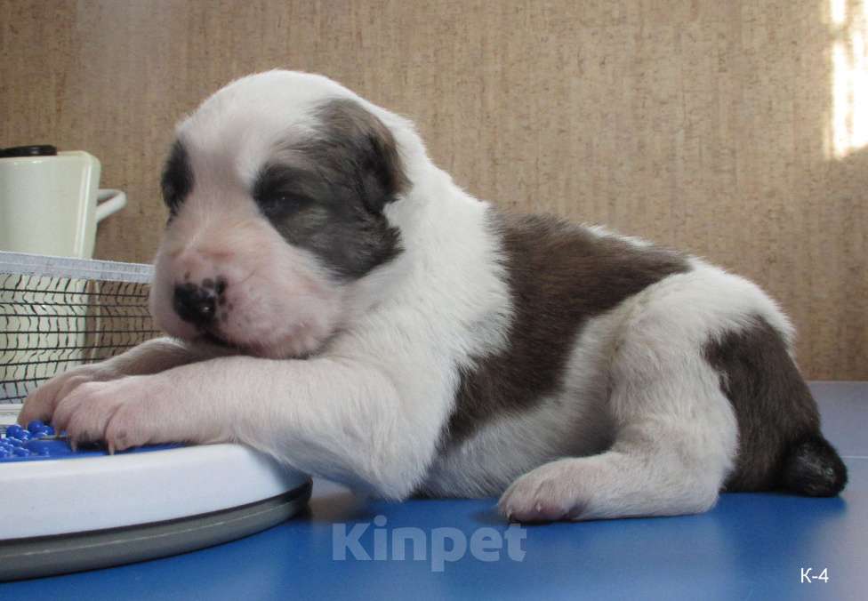 Собаки в Москве: Запись на щенков алабая (сао) Мальчик, 70 000 руб. - фото 4