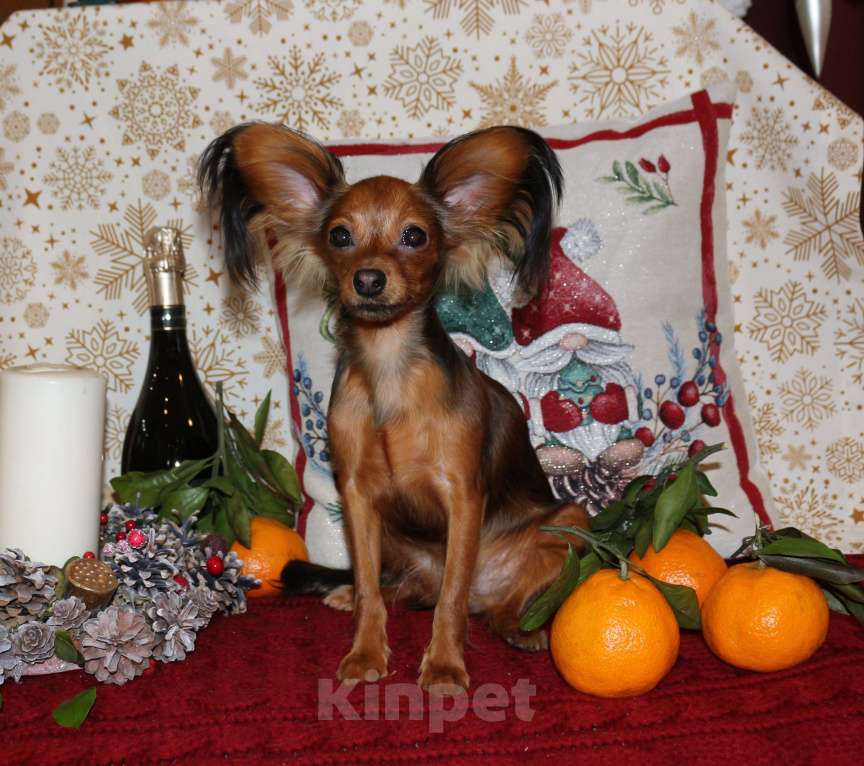 Собаки в Москве: Подрощенная красотка Русский той Девочка, 85 000 руб. - фото 2