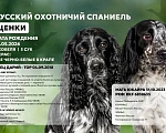 Собаки в Волгограде: Щенки породы Русский охотничий спаниель Разнополые, 40 000 руб. - фото 5