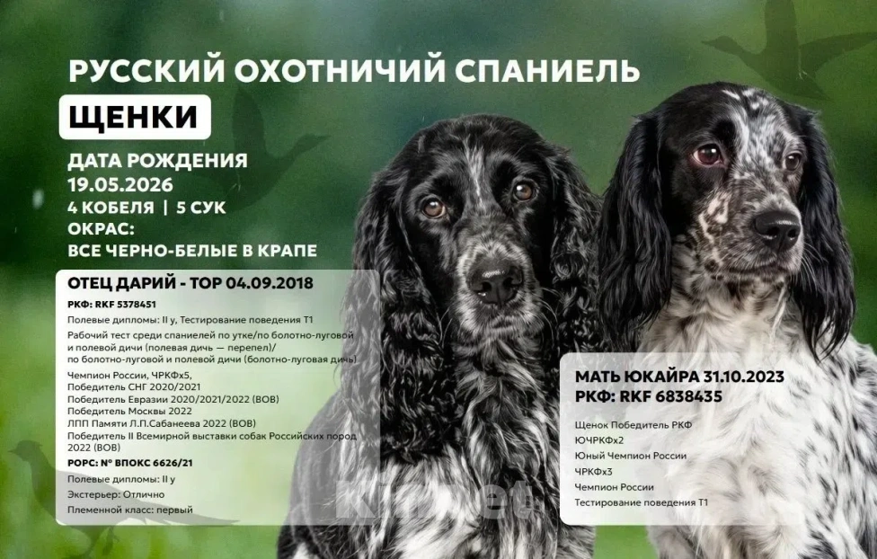 Собаки в Волгограде: Щенки породы Русский охотничий спаниель Разнополые, 40 000 руб. - фото 5