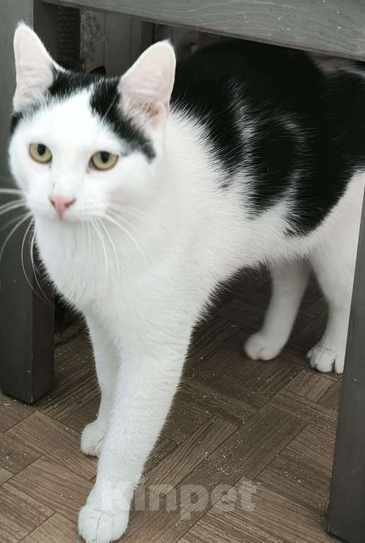 Кошки в Санкт-Петербурге: Жалкий котик с шаткой походкой Мальчик, Бесплатно - фото 2