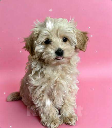 Собаки в Москве: Мальтипу f1девочка нежная карамель Девочка, 70 008 руб. - фото 1