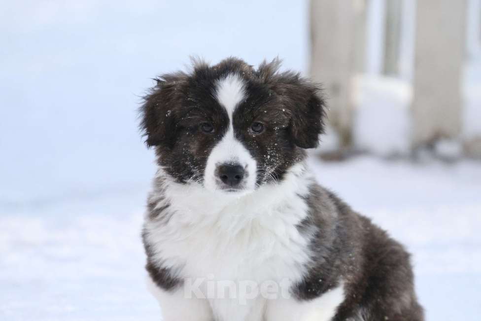 Собаки в Москве: Вельш корги кардиган -девочка  Девочка, 35 000 руб. - фото 6