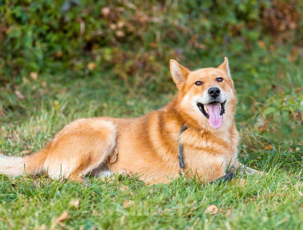 Собаки в Москве: Пес Рыжий ищет дом! Мальчик, Бесплатно - фото 4