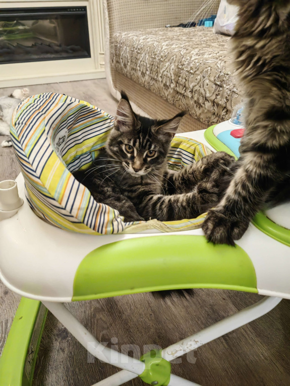 Кошки в других городах Московской области: Девочка мейн-кун Девочка, 18 000 руб. - фото 3