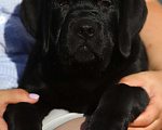 Собаки в Рыбинске: Черные мальчики лабрадорчики Мальчик, 60 000 руб. - фото 3