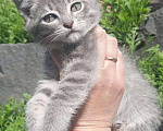 Кошки в Омске: Котята-девочки в добрые руки Девочка, 1 руб. - фото 1