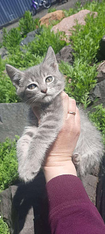 Объявление: Котята-девочки в добрые руки, 1 руб., Омск