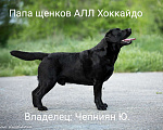 Собаки в Калуге: Палевый мальчик лабрадора высокого качества из питомника РКФ/FCI Мальчик, Бесплатно - фото 5