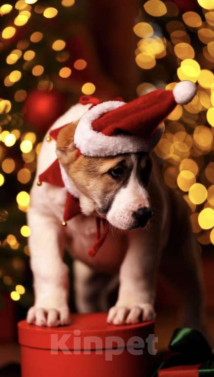 Собаки в Москве: Алабай шикарная сука щенок  Девочка, Бесплатно - фото 5