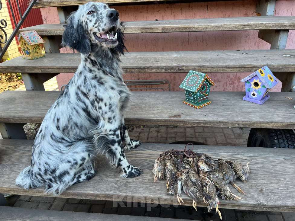 Собаки в Балаково: Щенки английского сеттера Мальчик, 55 000 руб. - фото 9
