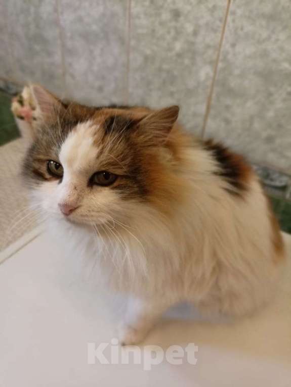 Кошки в Калуге: Кошка Девочка, Бесплатно - фото 3