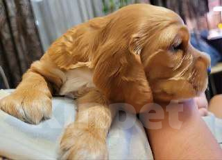 Собаки в Нижнем Новгороде: Щенок кокер спаниеля Мальчик, Бесплатно - фото 2