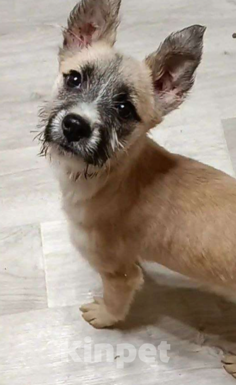 Собаки в Лосином-Петровском: Ханта якутенок из ледяного  подъезда Девочка, Бесплатно - фото 1