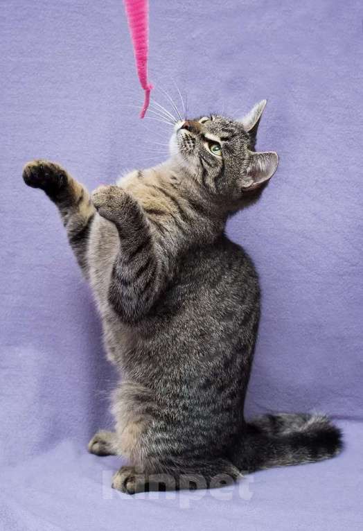 Кошки в Москве: Кошка Незабудка ждет свою счастливую минутку Девочка, Бесплатно - фото 2