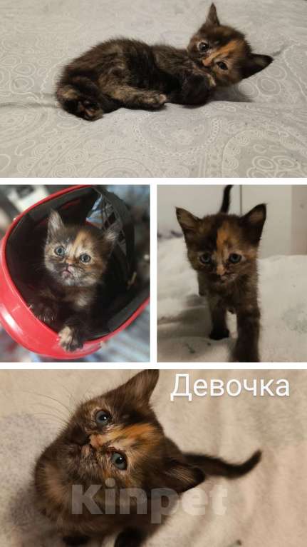 Кошки в Новосибирске: Мраморные котията  Мальчик, 7 000 руб. - фото 9