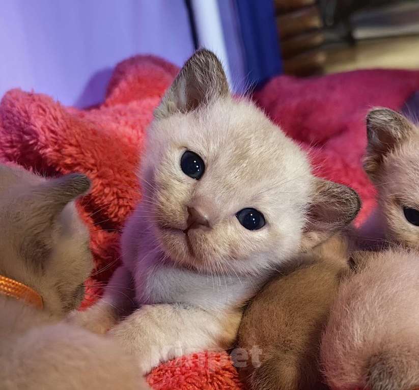 Кошки в Москве: Котята европейской бурмы. Мальчик, 40 000 руб. - фото 8