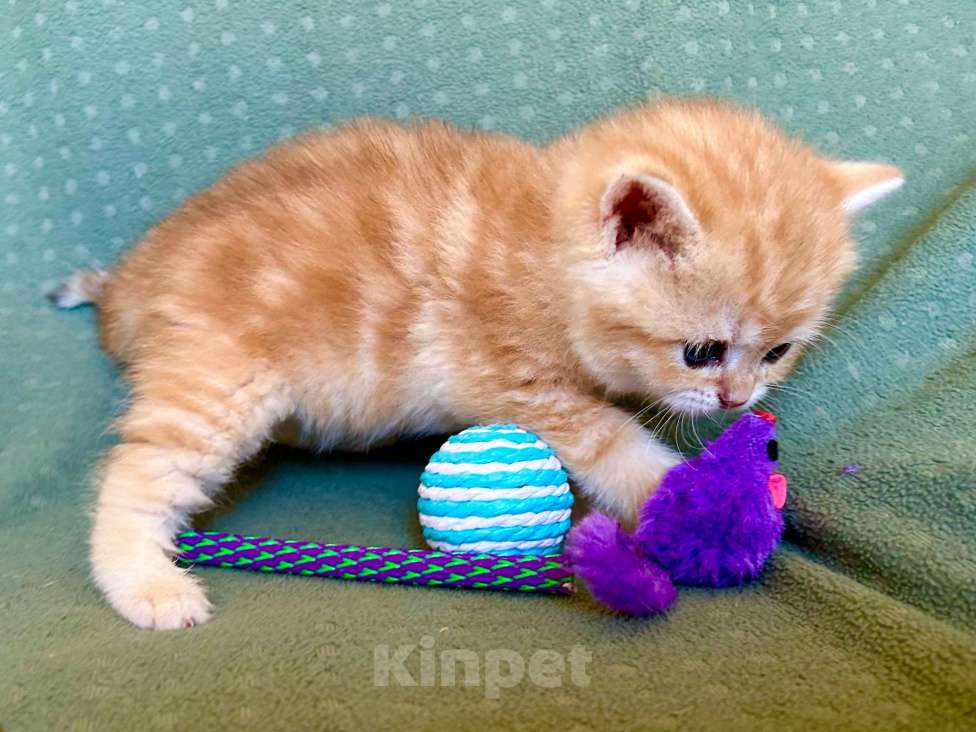 Кошки в Москве: Золотой мраморный шиншилла котик Мальчик, 35 000 руб. - фото 2