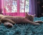 Кошки в других городах Тверской области: Котята Мейкун Мальчик, 17 000 руб. - фото 5