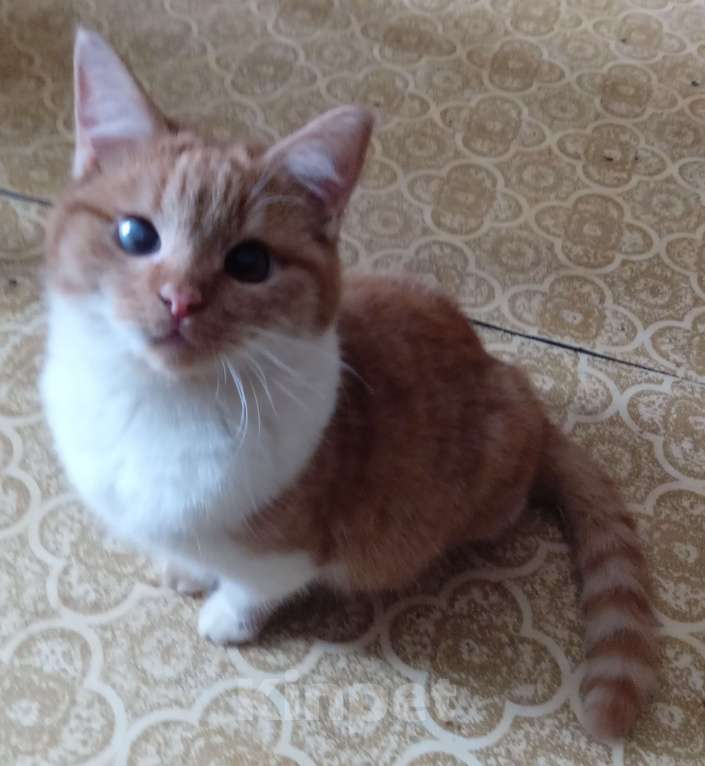 Кошки в Москве: Ярко-рыжий шотландский котик Мальчик, Бесплатно - фото 3