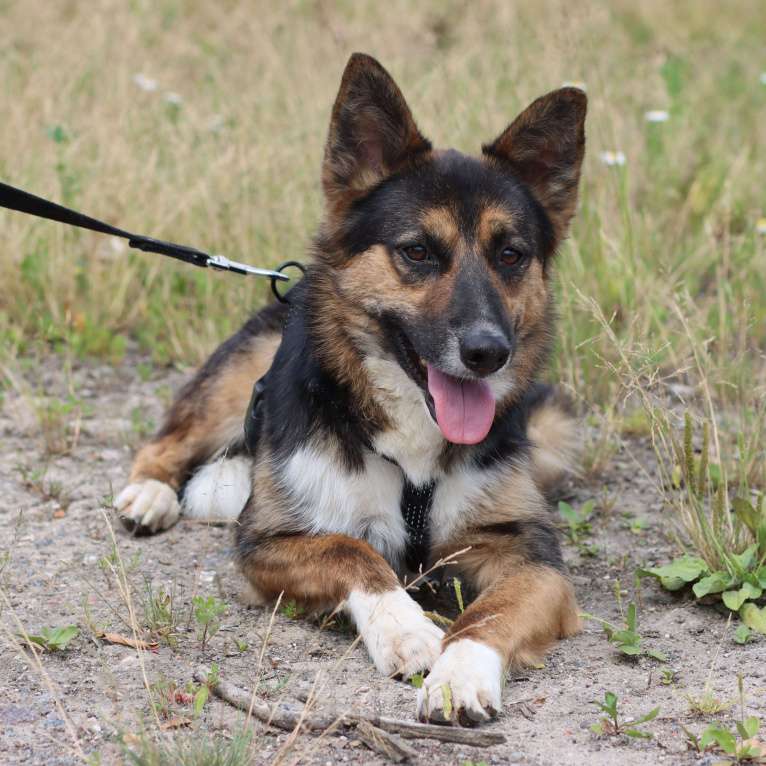 Собаки в Москве: Скромный пёсик ищет дом Мальчик, Бесплатно - фото 3
