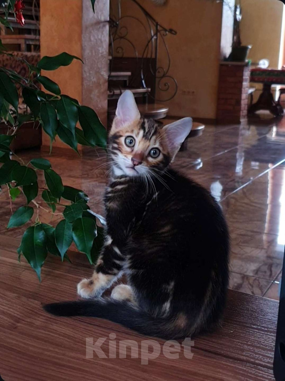 Кошки в Симферополе: Бенгальский мальчик  Мальчик, 25 000 руб. - фото 1