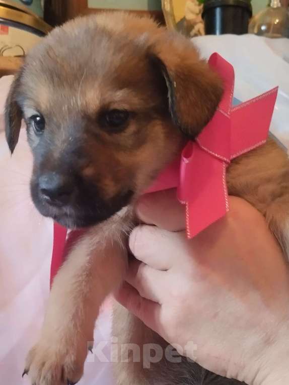 Собаки в Воронеже: Продаются щенки Мальчик, Бесплатно - фото 4