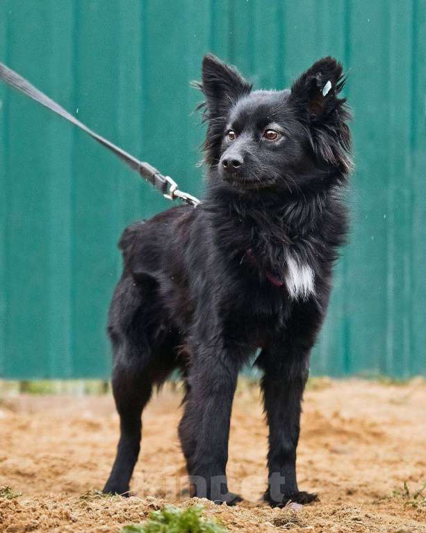 Собаки в других городах Московской области: Найт ищет семью Мальчик, Бесплатно - фото 4