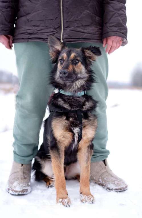 Собаки в Москве: Пушистый ушастый мальчик Пряник в добрые руки Мальчик, 1 руб. - фото 4