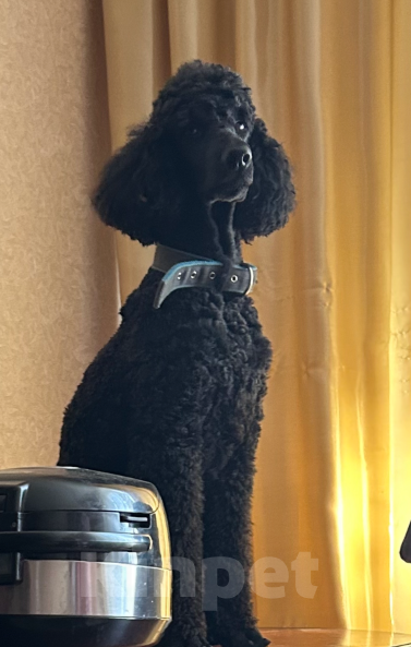 Собаки в Москве: Кобель пуделя для вязки  Мальчик, Бесплатно - фото 2