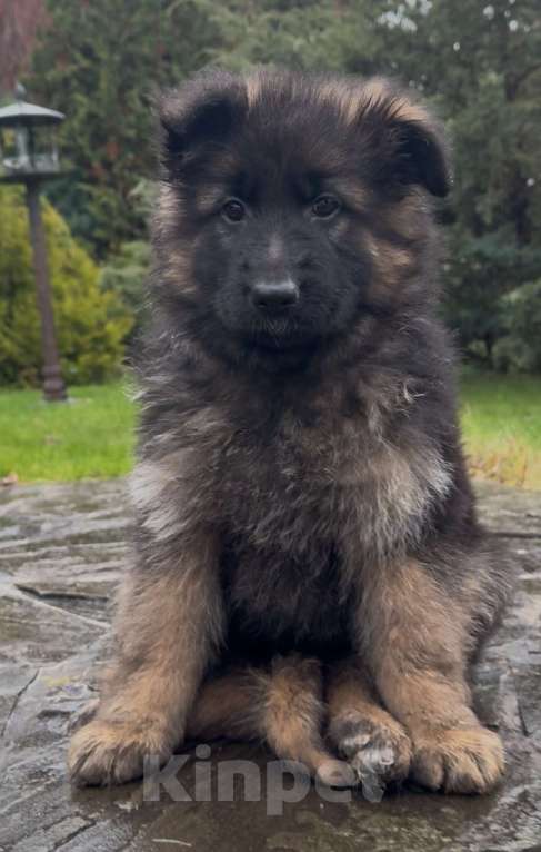 Собаки в других городах Московской области: Шикарные щенки ???? Девочка, 60 000 руб. - фото 2