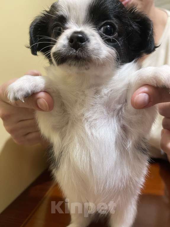 Собаки в других городах Московской области: Чихуахуа клубная девочка Девочка, 75 000 руб. - фото 8