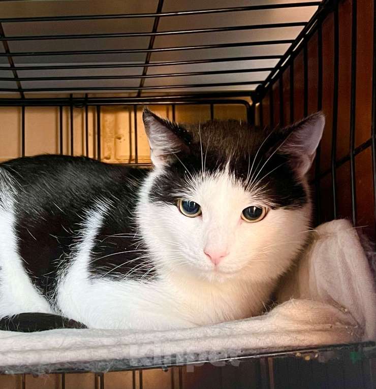 Кошки в Москве: Очень душевный котик Макс в добрые руки Мальчик, Бесплатно - фото 6