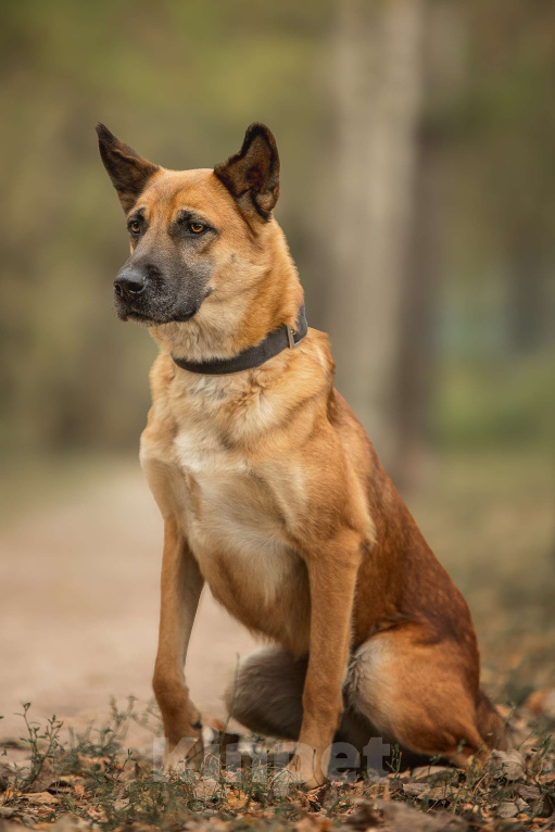 Собаки в Москве: Рыжик Мальчик, Бесплатно - фото 1