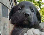 Собаки в Новосибирске: Щенки в добрые руки  Мальчик, Бесплатно - фото 7