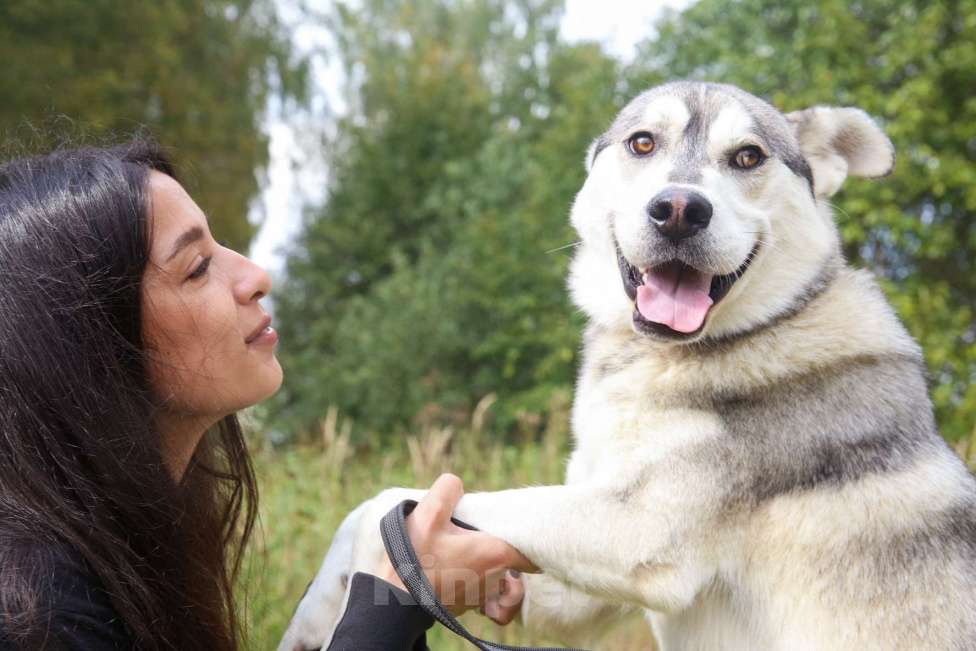 Собаки в Москве: Серенький Мальчик, Бесплатно - фото 3