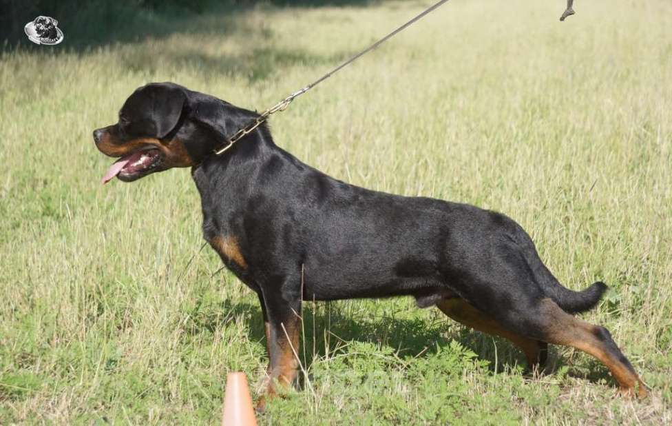 Собаки в Ростове-на-Дону: Элитные щенки ротвейлера  Мальчик, 60 руб. - фото 5