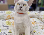 Кошки в Москве: ЛИЛОВАЯ ДЕВОЧКА ФРЭЯ 4 меся Девочка, 80 000 руб. - фото 2